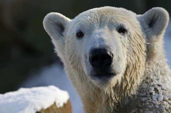 Eisbär, der in die Kamera schaut