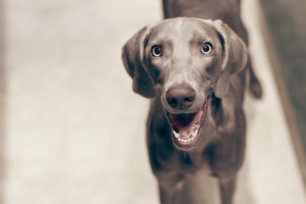 El perro sonriente Mira alegremente a la cámara