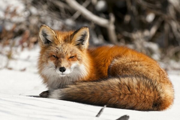 Red fox in the snow on the edge of the forest