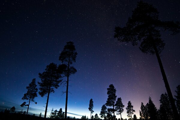 Silhouetten von Bäumen auf dem Hintergrund des kosmischen Nachthimmels