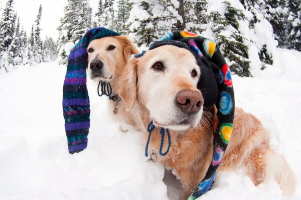 Dogs in colored hats in winter