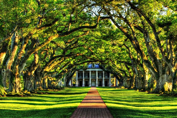 A green beautiful alley among the trees