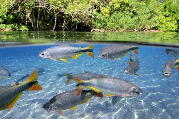 Poissons multicolores dans l eau transparente