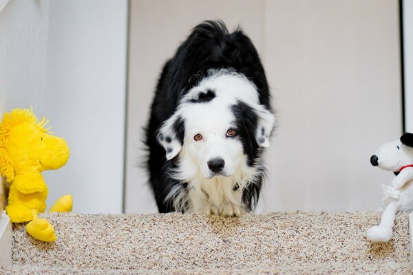 A live dog on the background of toys