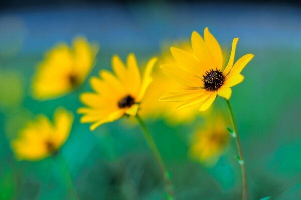 Żółte kwiaty na rozmytym niebiesko-zielonym tle