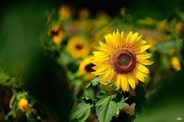 Girasole giallo su sfondo giallo-verde sfocato