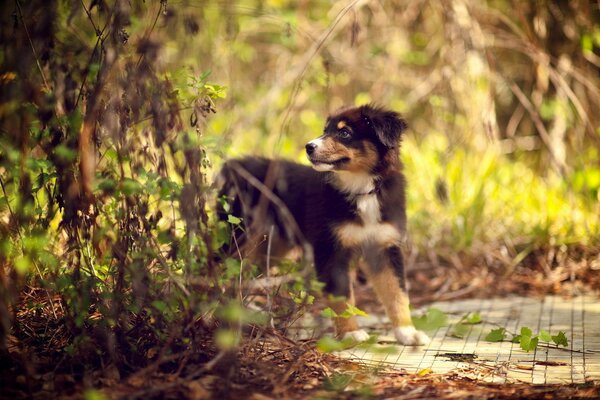 A little puppy in a green forest