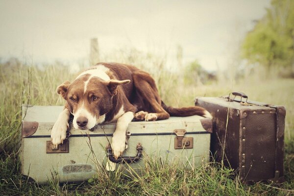 Chien couché sur les valises et l herbe