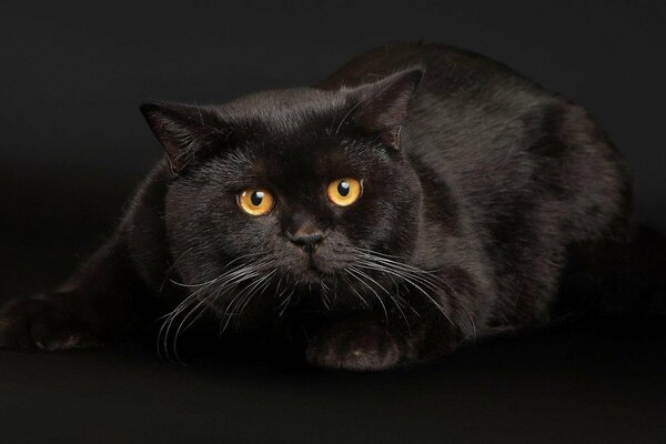 Schwarze Katze mit gelben Augen