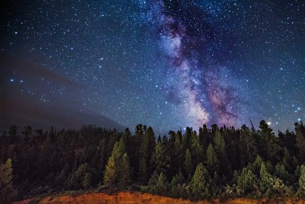 Cielo stellato sopra la foresta bella vista