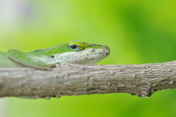 Lézard vert sur fond vert assis sur une branche