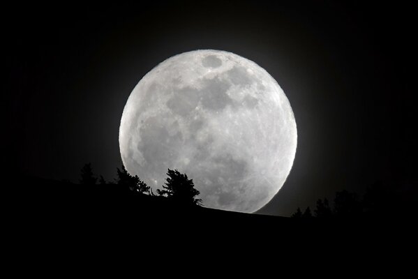 Silueta de un árbol contra la Luna en el cielo nocturno