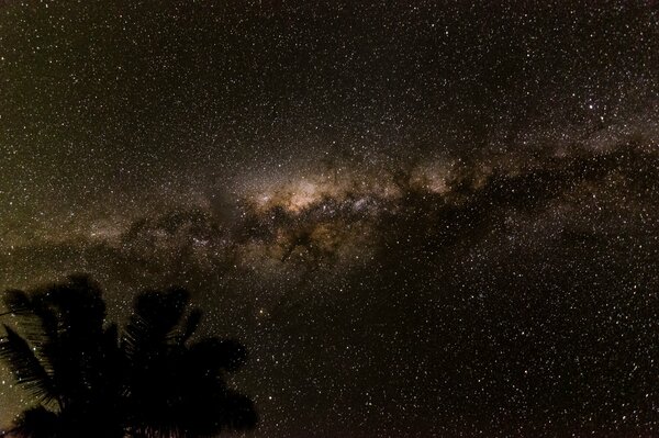 View of the Milky Way with the silhouette of a palm tree