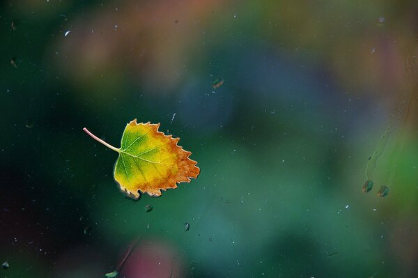 A beautiful autumn leaf on the glass