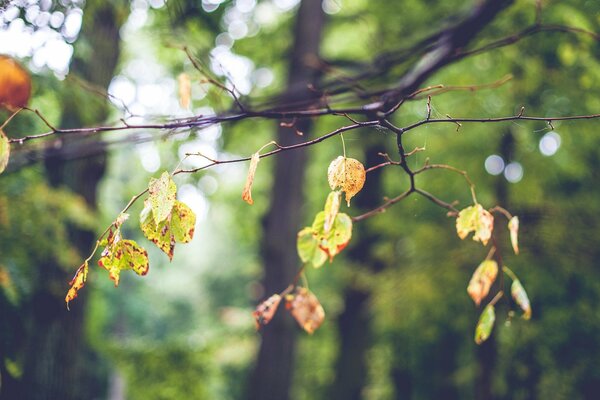 Herbstlaub auf Zweigen eines Baumes