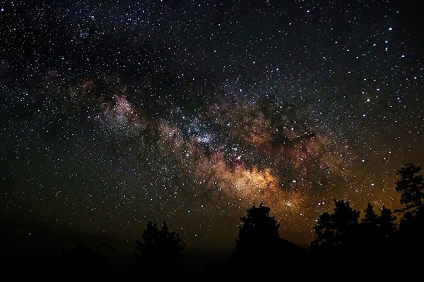 Trees against the background of the night starry cosmos