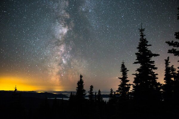 Foresta in una notte stellata dove si può vedere la Via Lattea
