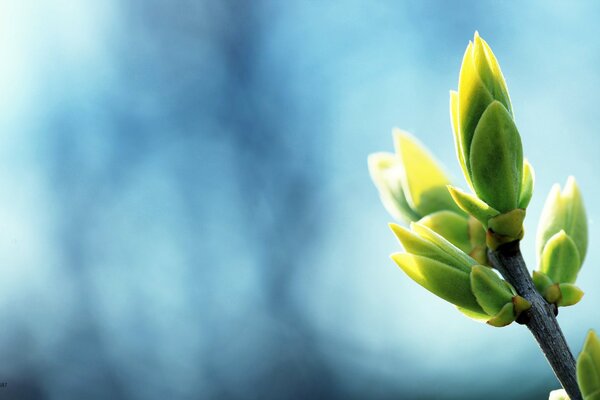 A tree branch with buds in spring on a blue background