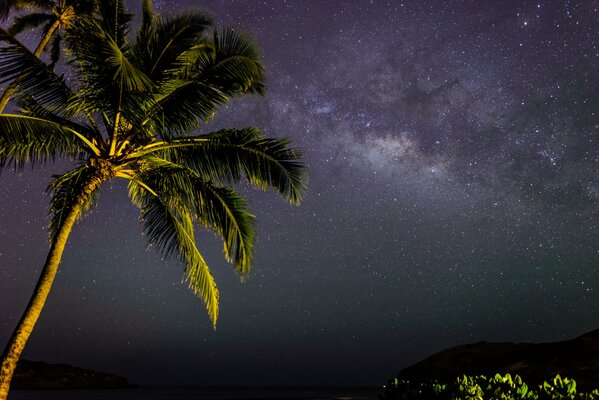 Night island view with palm tree and stars