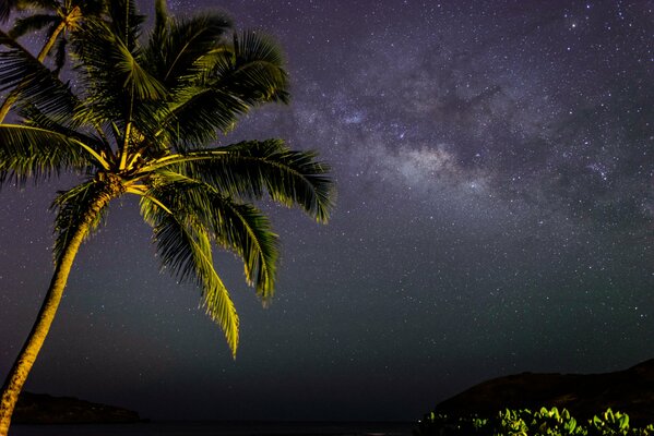 Vista dell Isola notturna con palma e stelle