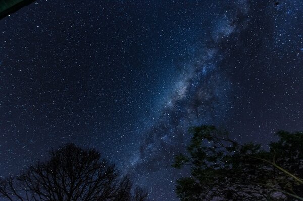 Vue de la forêt de nuit sur la voie lactée