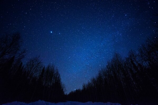 Ночное небо со звездами в лесу
