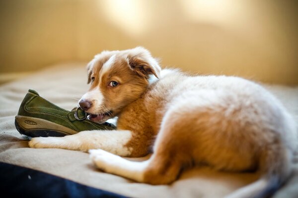 Dog decorating the master s slipper