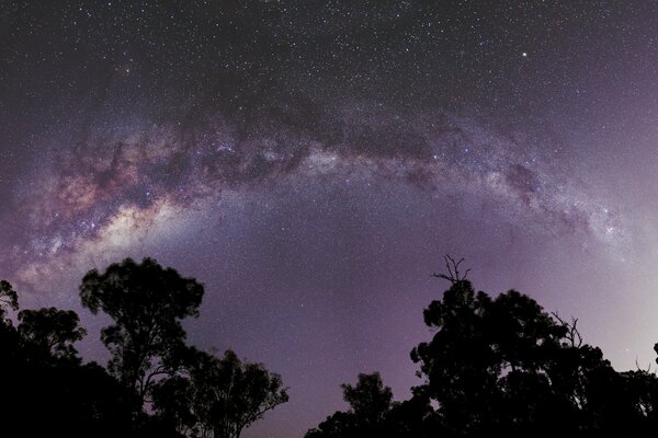 La vía láctea, visible desde detrás de los árboles por la noche