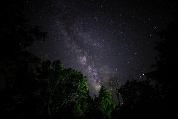 La vía láctea en el cielo nocturno a través de los árboles