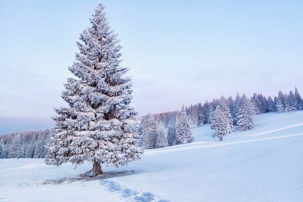 Abetos de nieve en invierno