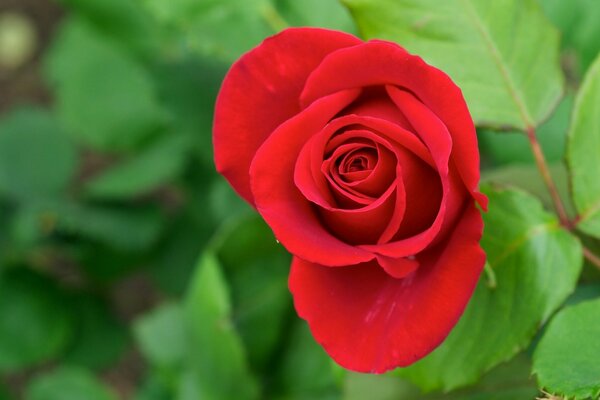 Rosa roja brillante sobre fondo verde borroso