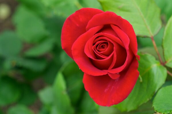 Rosa rossa brillante su sfondo verde sfocato
