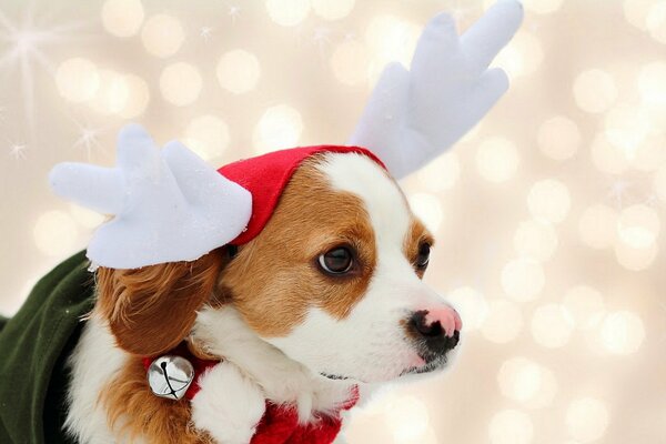 Perrito en traje de ciervo de Santa Claus