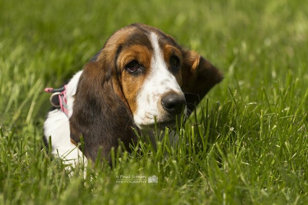 Грустный пёс на зелёной траве