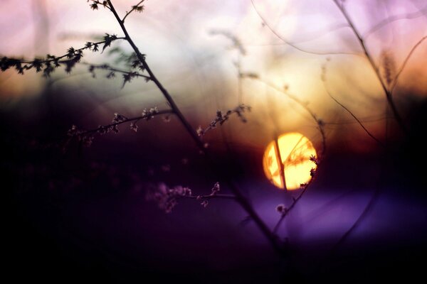 Evening sunset and purple twig