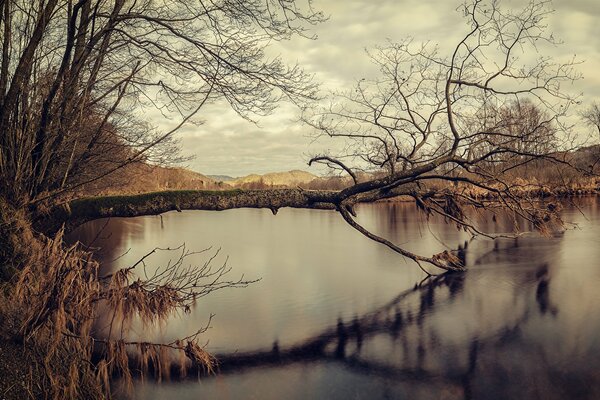 Herbstlandschaft mit Baum über dem Wasser