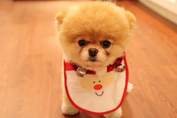 Cute little dog with a Christmas bib