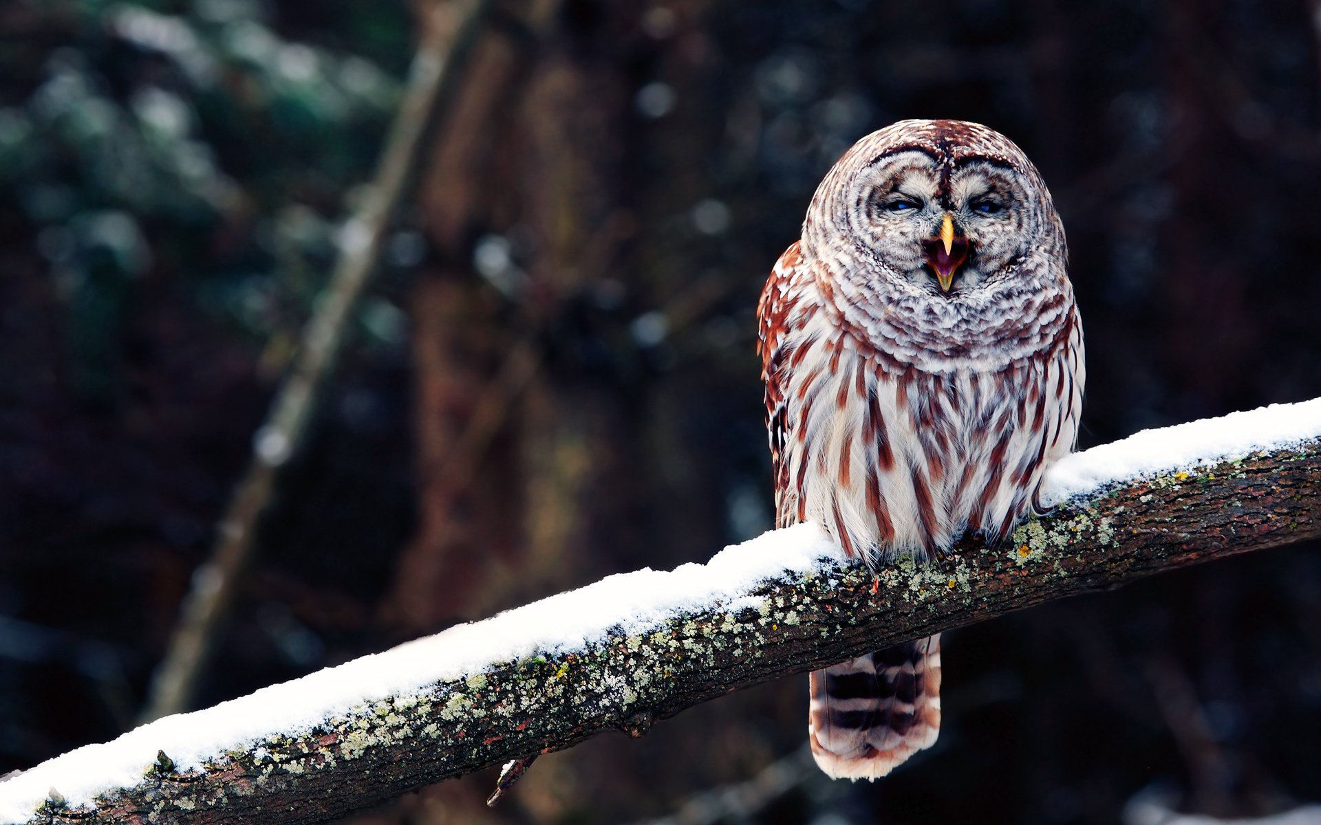 hibou hibou oiseau branche