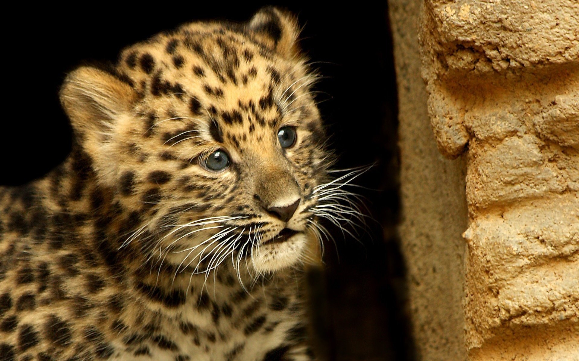 leopardo cachorro bebé