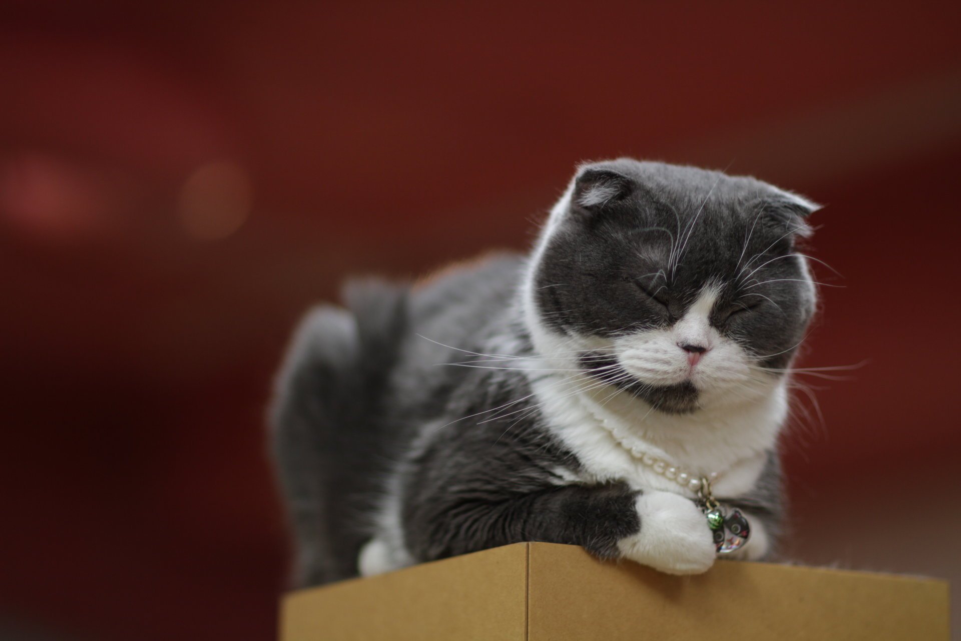 katze katze kette anhänger