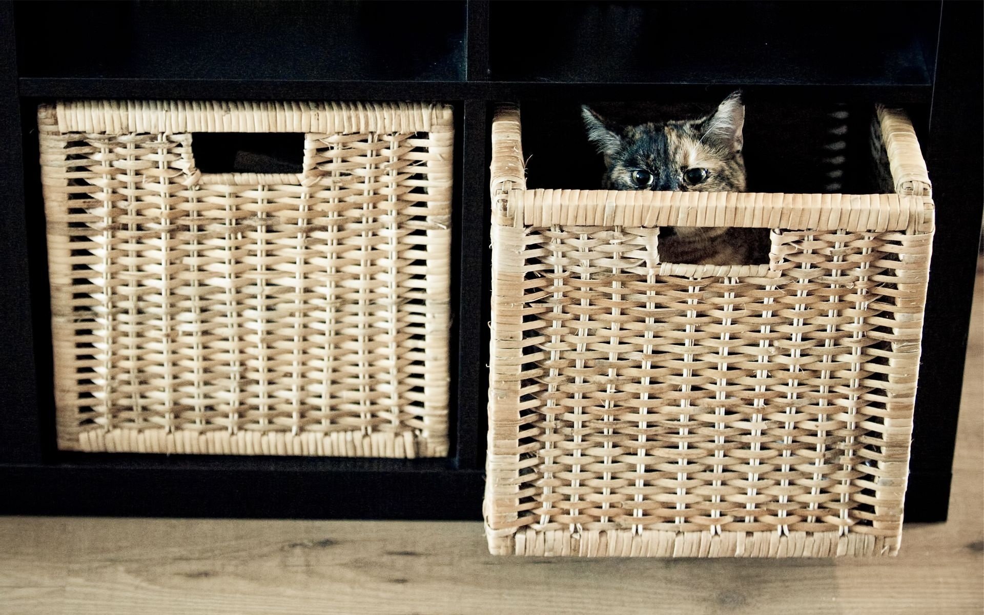 Cat cat basket hid
