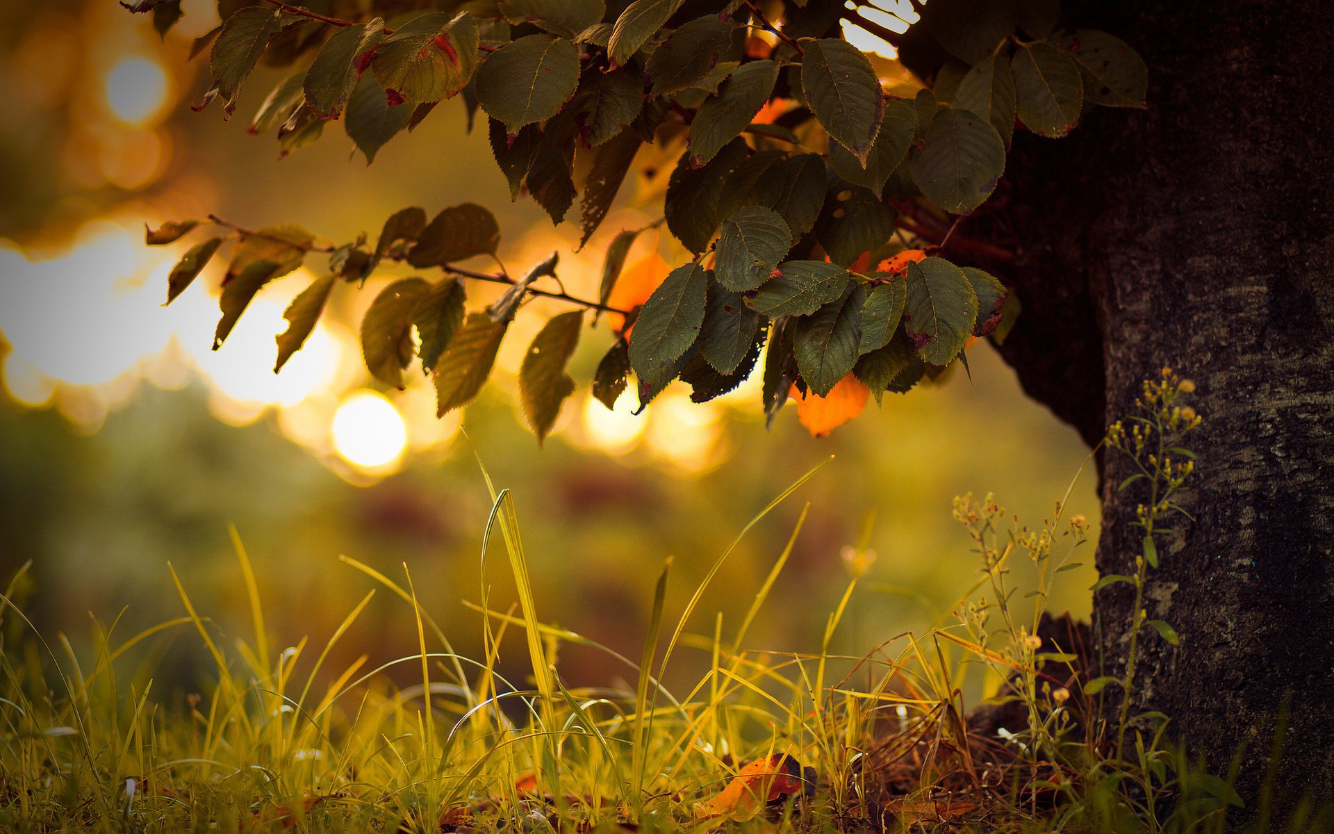 arbre feuilles herbe gros plan