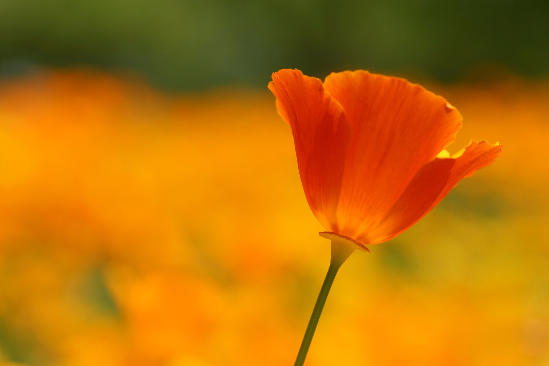 rouge coquelicot écarlate pétales fleur