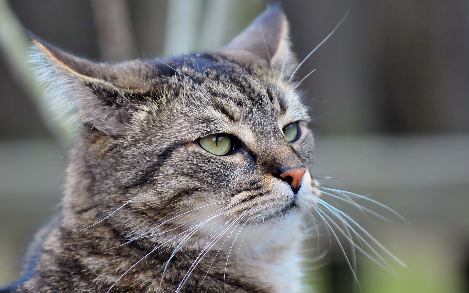 chat chat moustache