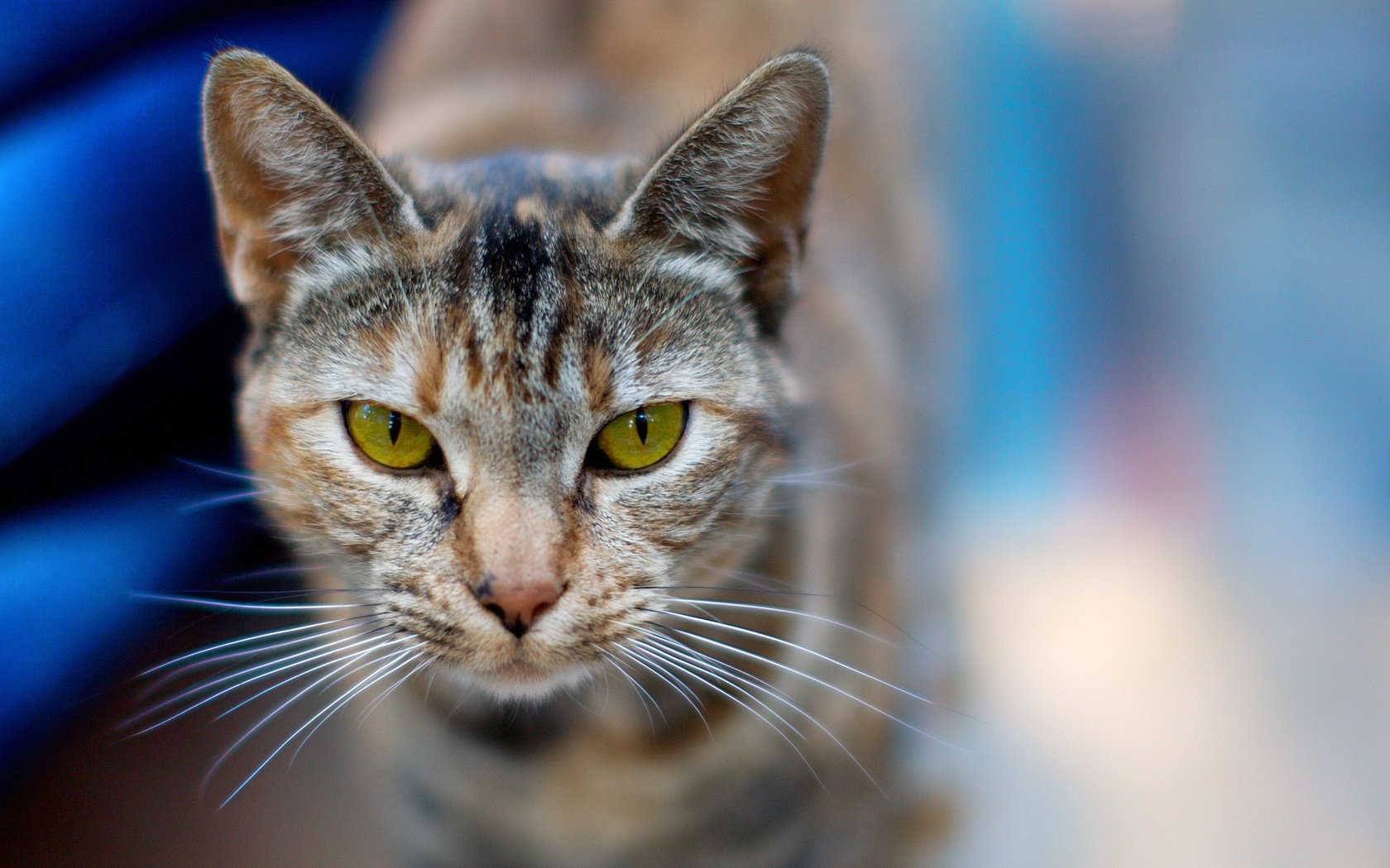 kitty cat look