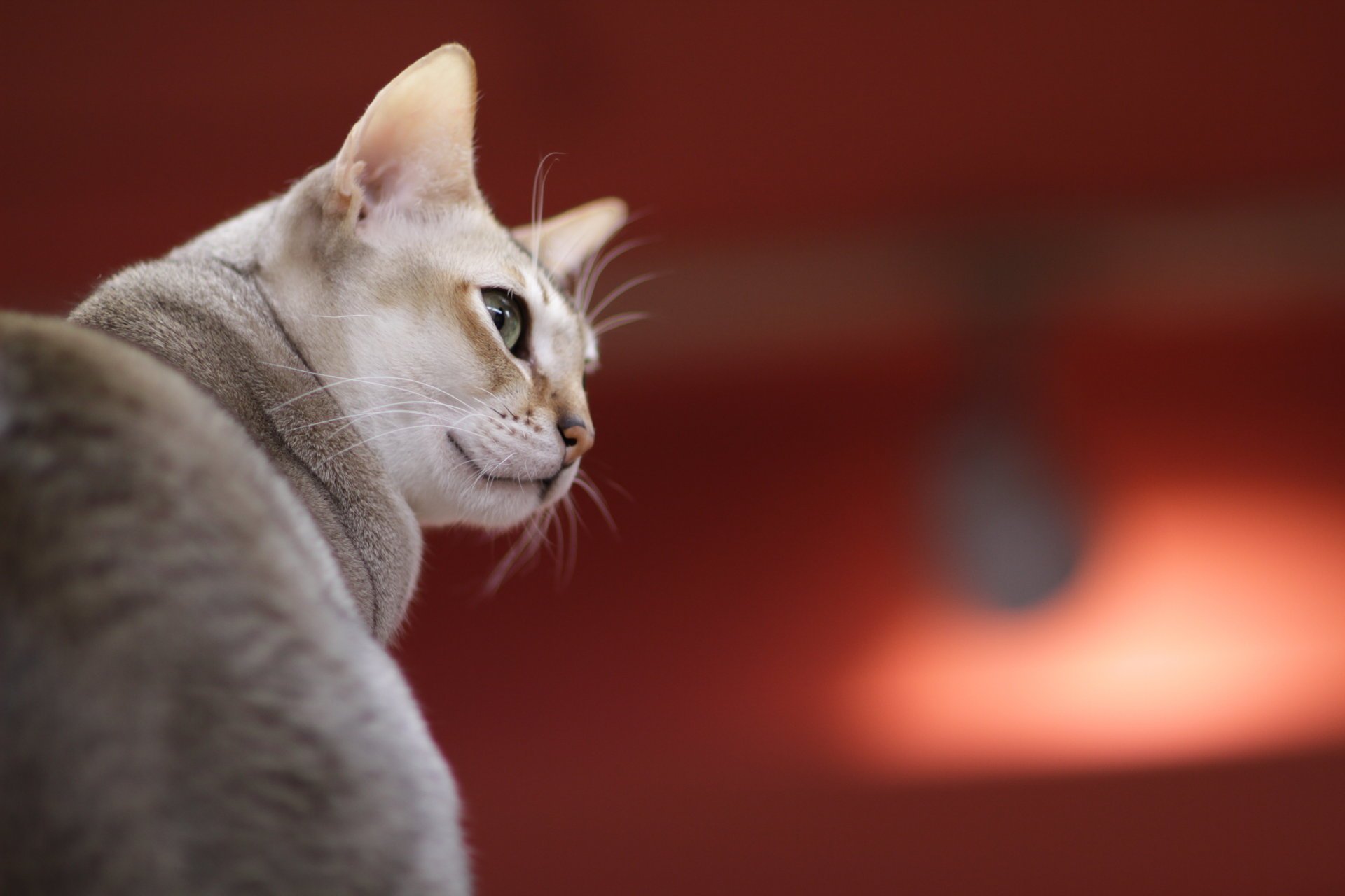 gato gris mirada