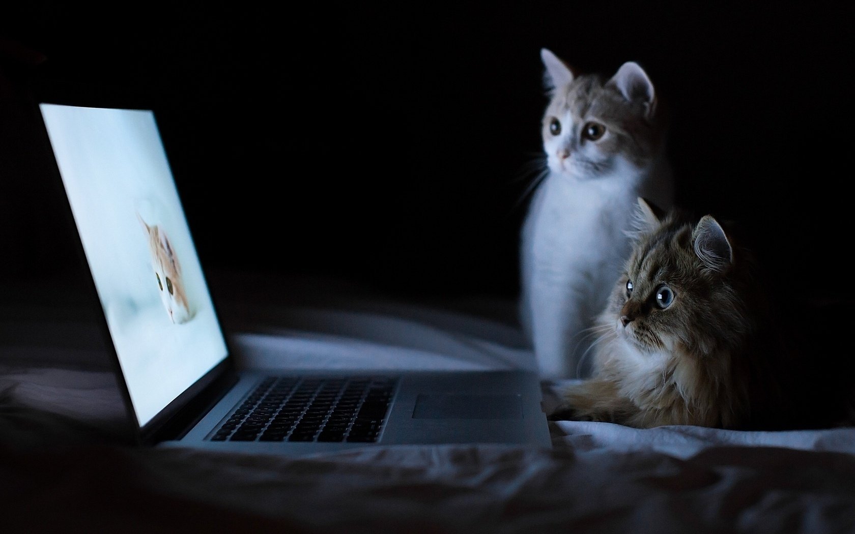 y benjamin torode daisy hannah gattini computer portatile