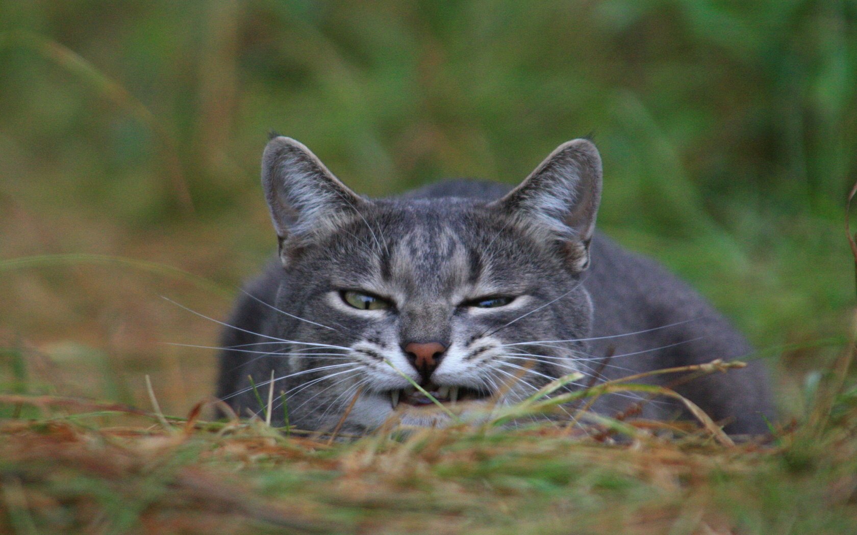 gras katze schnauze