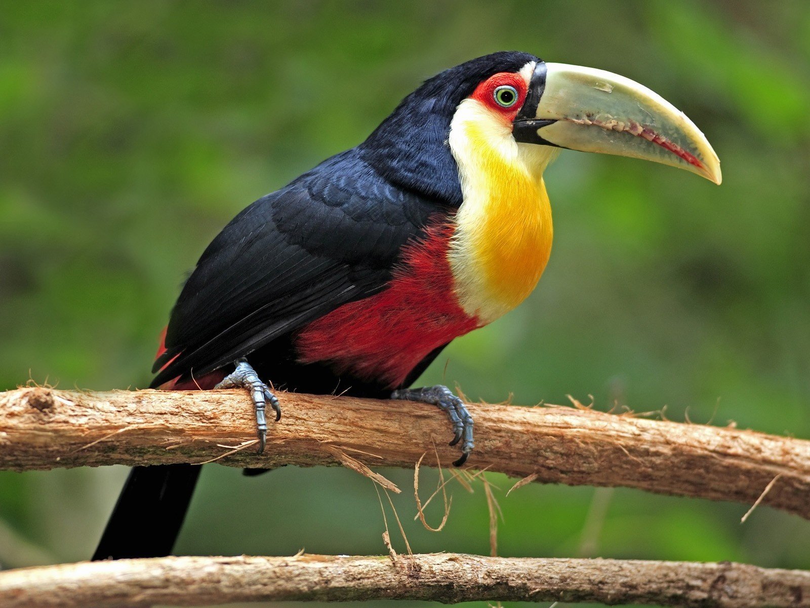 pájaro tucán