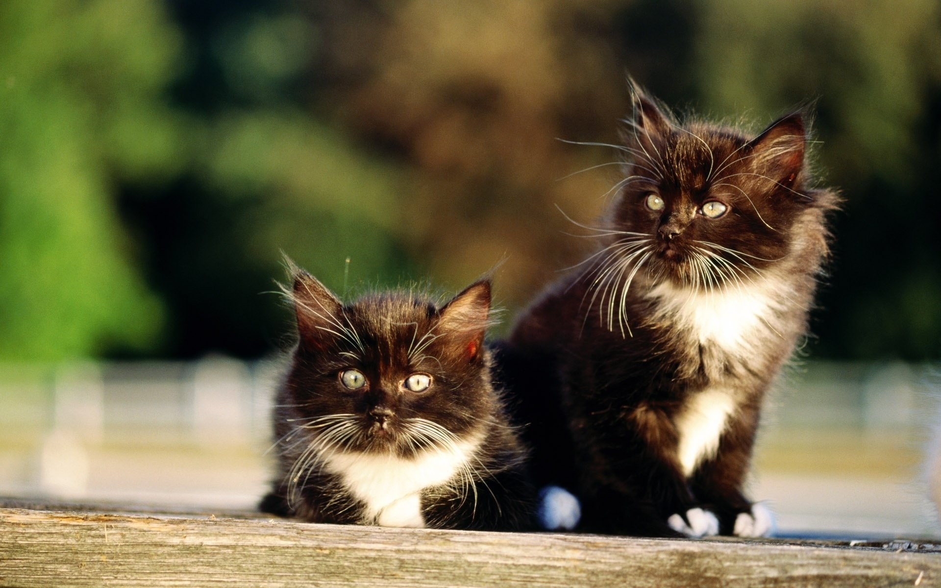 cats kitten